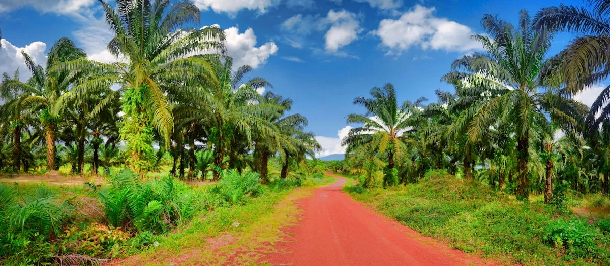Frytol backs local oil-palm sourcing in Ghana